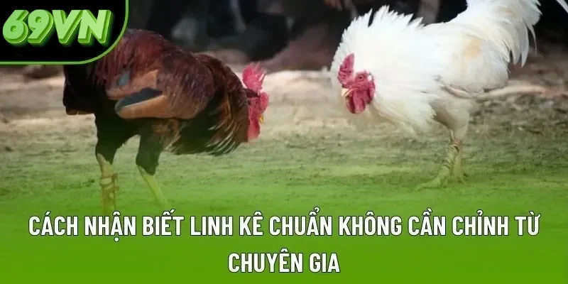 Cách Nhận Biết Linh Kê Chuẩn Không Cần Chỉnh Từ Chuyên Gia