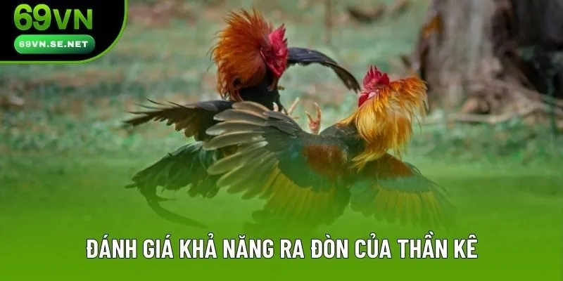 Đánh giá khả năng ra đòn của thần kê