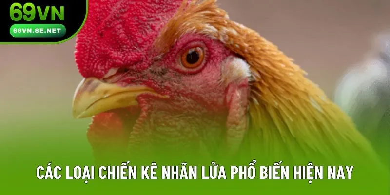 Các loại chiến kê nhãn lửa phổ biến hiện nay