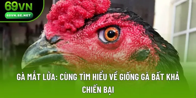 Gà Mắt Lửa: Cùng Tìm Hiểu Về Giống Gà Bất Khả Chiến Bại