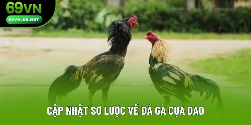 Cập nhật sơ lược về đá gà cựa dao