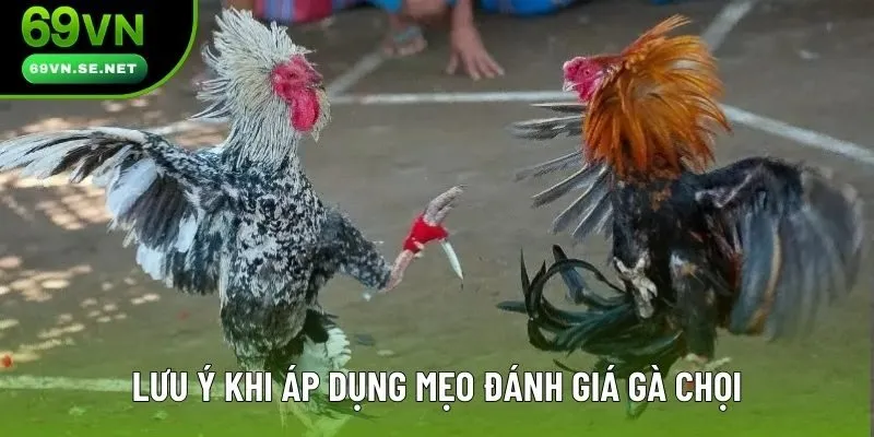 Lưu ý khi áp dụng mẹo đánh giá gà chọi
